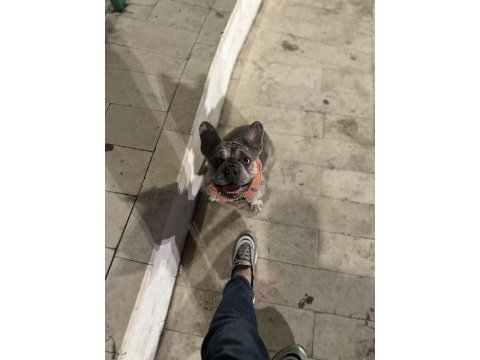 Blue merle french bulldog