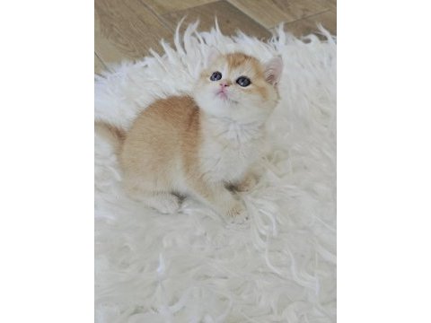 Ny12 british shorthair