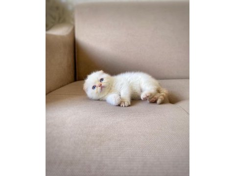 A kalite scottish fold erkek