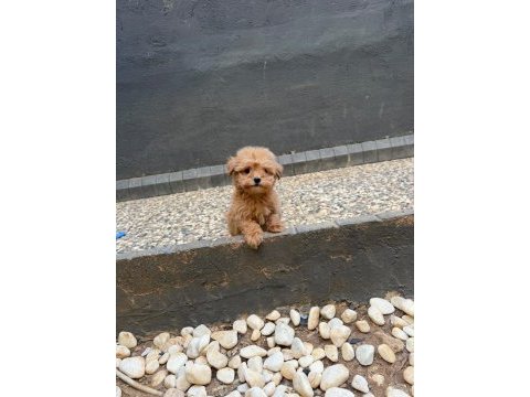 Güzel yüzlü yavru maltipoo