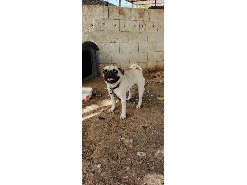 2 yaşında ilk çiftleşme oldu saf kan pug