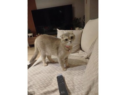 Scottish fold fıstık yeni yuvasını arıyor