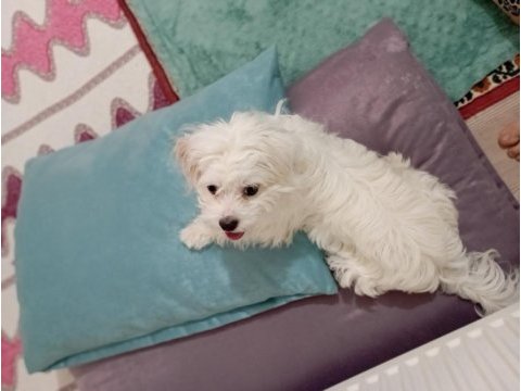 Maltese 8 aylık erkek