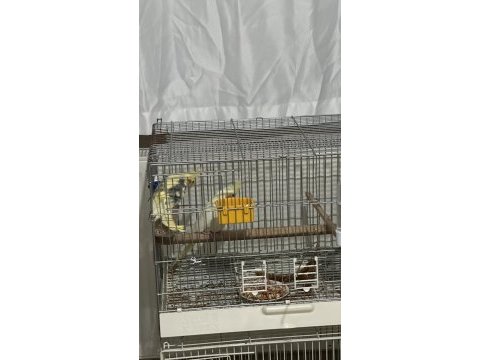 Yumurtalı takım sultan papağanı