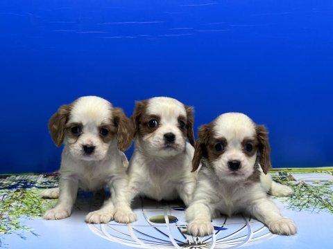 Cavalier king charles yavrusu