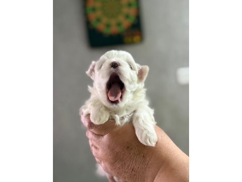 Köpeklerimize yeni yuvalar arıyoruz