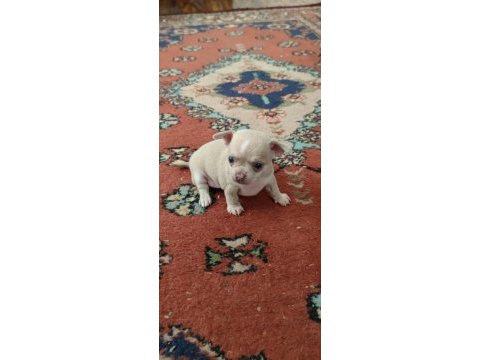 Orjinal 0 beden 45 günlük chihuahua yavrularımız