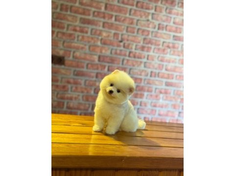 Sağlık ve ırk garantili pomeranian