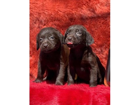 Labrador yavrularımız ruhsatlı çiftliğimizden