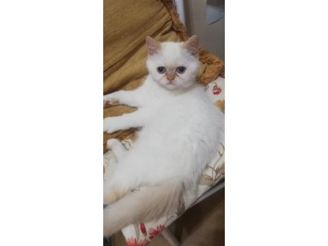 British shorthair red point 2 aylık