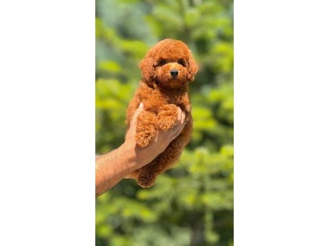 Toy poodle bebeklerimiz