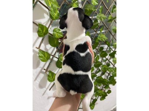 Harika anatomi french bulldog yavrular
