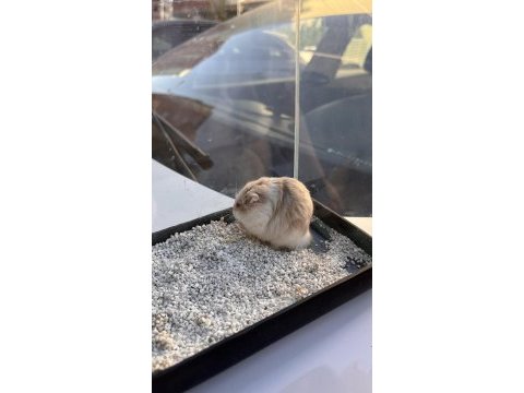 Gonzales hamster