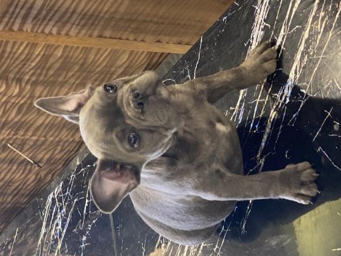 İzmirden blue french bulldog erkek yavru