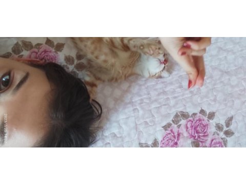 Acil sahiplendirme 5 aylik dişi sarman