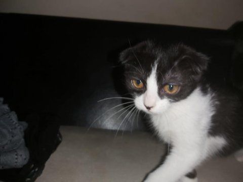 Bicolor scottish fold shorthair iki kardeş