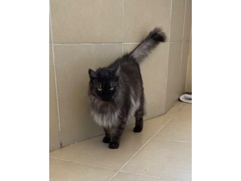 Maine coon çok uysal