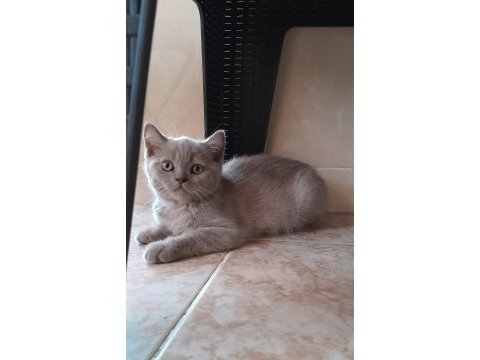 British shorthair yavru kedimiz