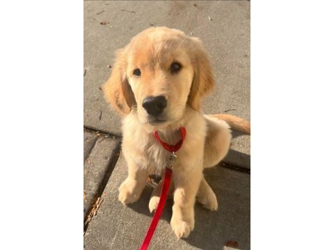 A kalite golden retriever yavrular