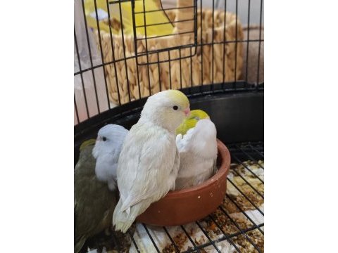El besleme bebekler yeme düştü forpus