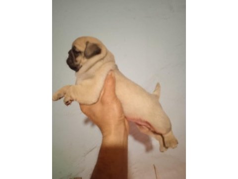 Pug mops yavrularımız