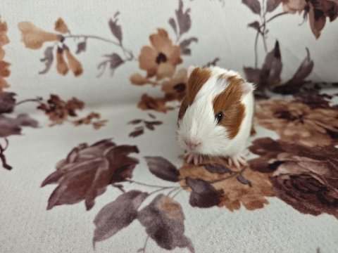 Ginepig yavru