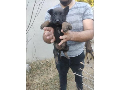 Günü gelen aşıları tam mükemmel malinois yavru köpekler
