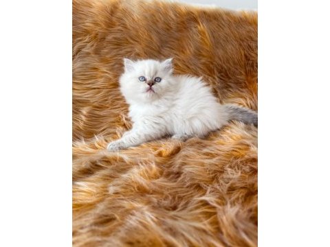 57 günlük dişi british longhair