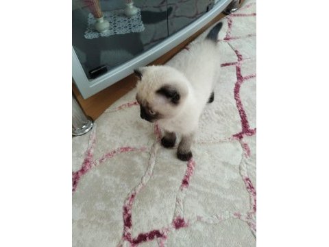 Scottish fold kedimiz duman yeni sahiplerini arıyor