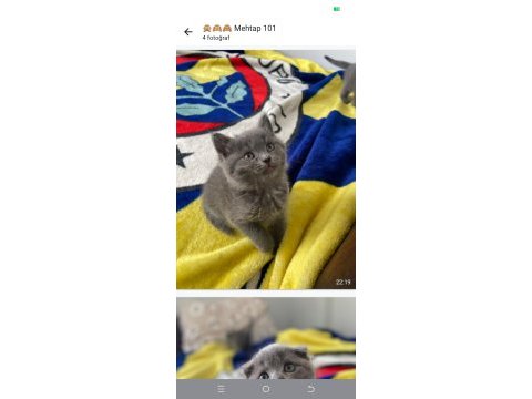 Scottish fold kedisi