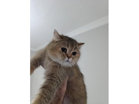 4 yaşında british shorthair dişi