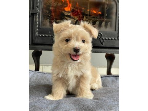 Zeki ve tüy dökmeyen maltipoo yavrularımız