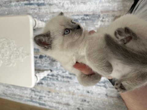 British shorthair bluepoint scottish fold bluepoint yavrular