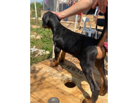 Doberman köpekler acil yeni yuvalarına hazırlar