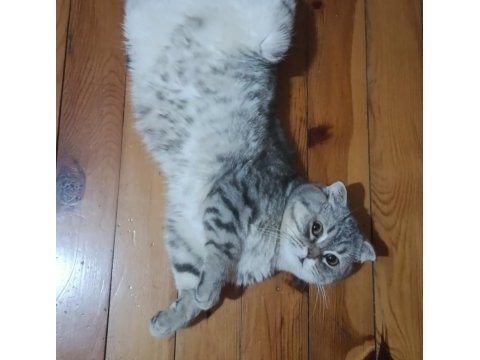 Acil scottish fold kedisi