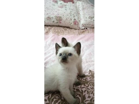 2 dişi ve 2 erkek sağlıklı eğitimli siyam kedisi yavrular