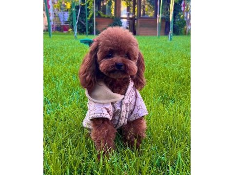Orjinal kore kan toy poodle bebeklerimiz