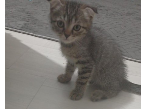 Kedimize yeni yuva arıyoruz