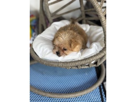 A kalite teacup erkek morkie yavrumuz