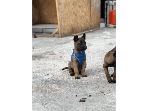 Şecereli ve şeceresiz malinois yavrular