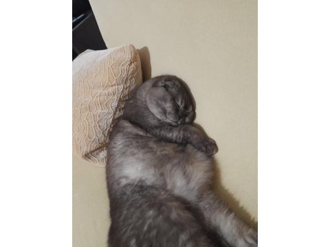 11 aylık scottish fold çok sakin ve sevecen