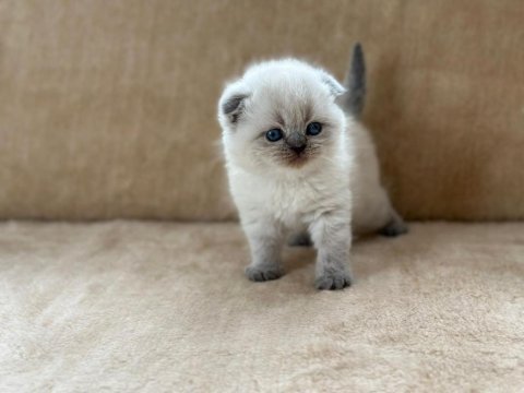 Eşsiz güzellikte blue point scottish fold erkek yavrum