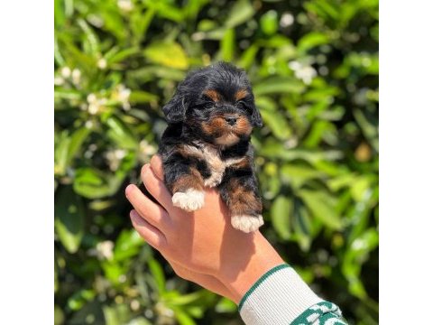 Tatlı maltipoo yavrumuz