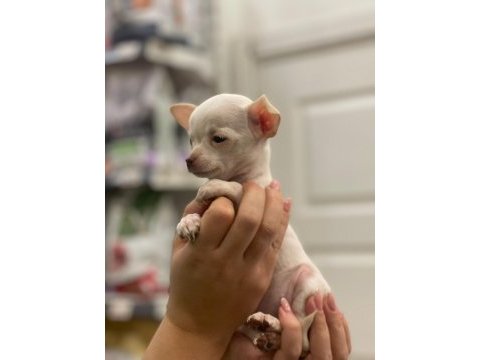 Ped eğitimli aşılı chihuahua kızlarımız