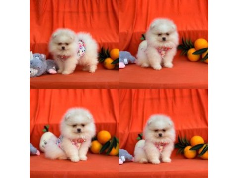 Pomeranian boo ayıcık surat