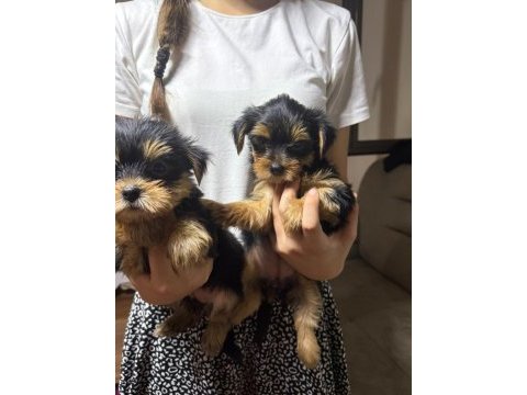 Kaliteli yorkshire terrier yavrularımız