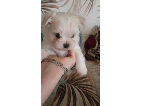 Erkek teacup kore maltese yavrular