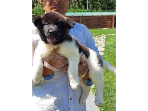 Amerikan akita ınu yavruları