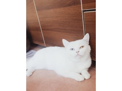 British shorthair beyaz odd eyes yetişkin dişi