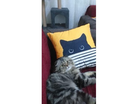 5 yaşında kısır scottish fold